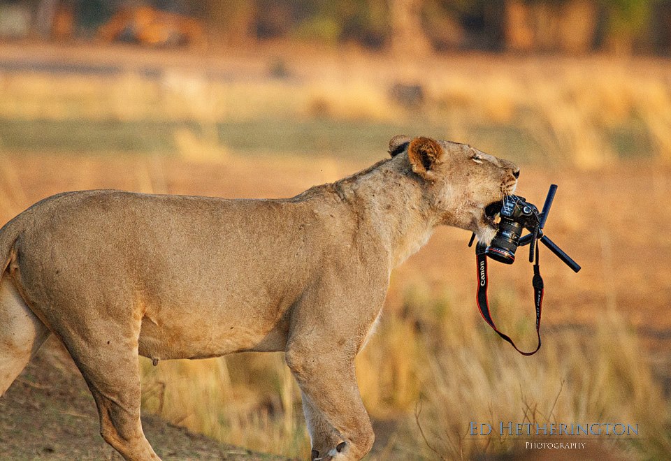 20130105 A Lion Steals My Camera-17