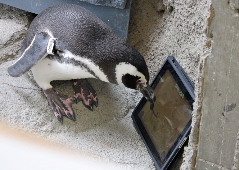水族館工作同仁拿 iPad 給企鵝嚐鮮，竟是為了轉移企鵝的注意力，希望能讓他們「冷靜」下來！實在太有才了！（影片分享）
