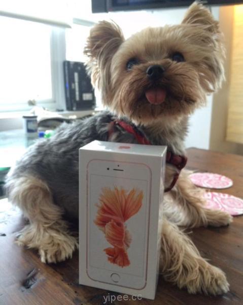 幸運兒提前開箱玫瑰金 iPhone 6S，還佛心提供跑分、照片和影片！