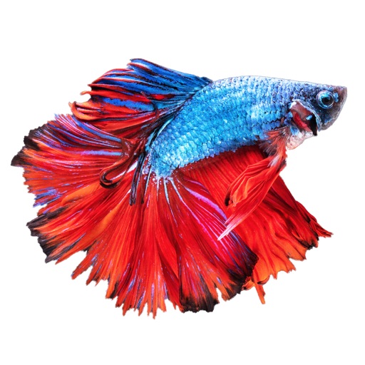 【Mac & iOS APP】Betta Fish – Virtual Aquarium 虛擬水族館~鬥魚